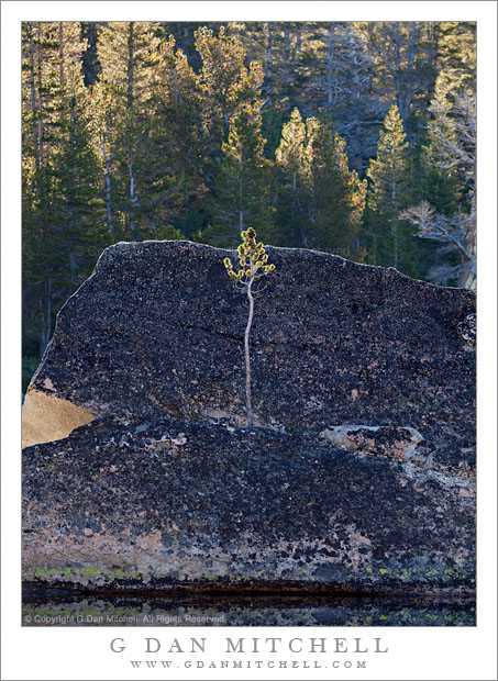 Boulder and Small Tree