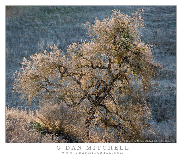 Winter Tree - A winter-dormant tree is backlit by morning sun in the grasslands of the Calero Hills, California.