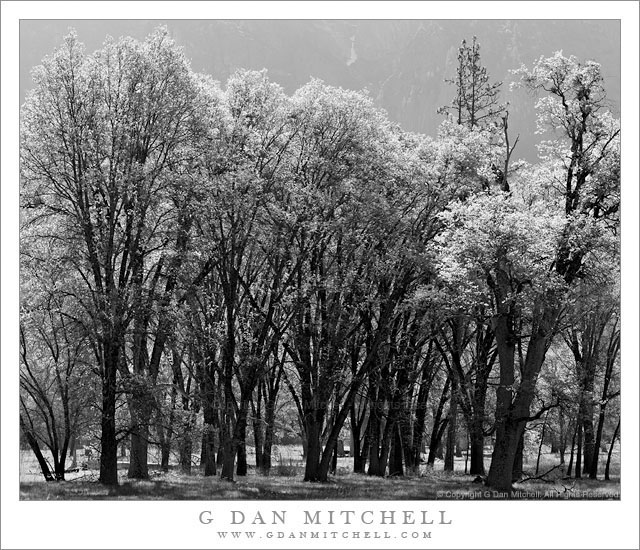 Spring Trees, Yosemite Valley - New spring growth comes to a grove of trees in a Yosemite Valley meadow.