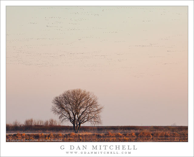 Tree and Bird-Filled Morning Sky - Giant flocks of migratory birds fill the winter sky above the Central Valley of California.