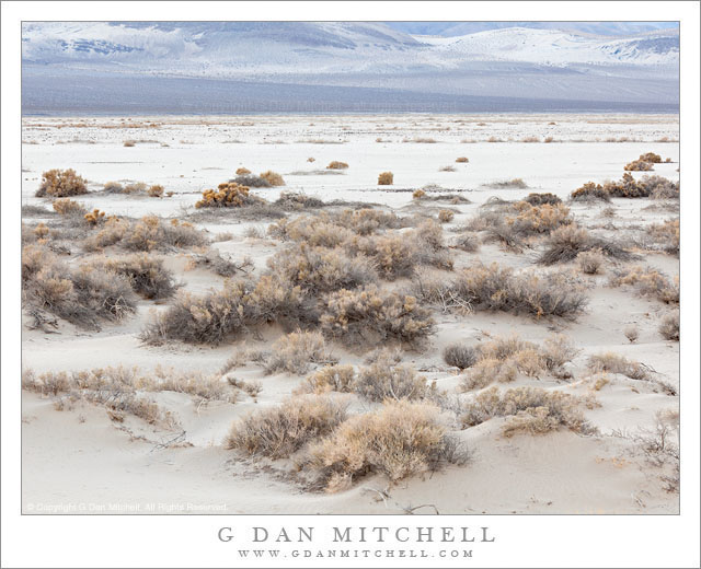 Eureka Valley, Twilight - Twilight on plants and sand flats in Eureka Valley, Death Valley National Park.