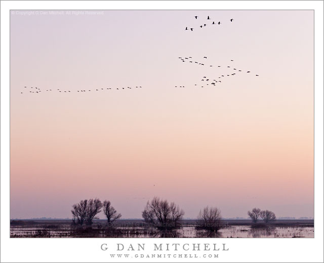 Migratory Birds, Dusk - Flocks of migratory birds fly over the Merced National Wildlife Refuge at dusk, San Joaquin Valley, California