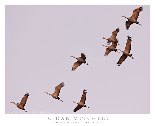 Sandhill Cranes, Dusk - A flock of sandhill cranes against the dusk sky above the Merced National Wildlife Reserve, California.