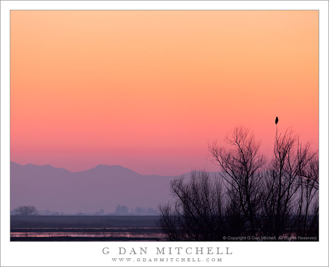 Solitary Bird, Twilight Sky - A solitary bird perchs against the twilight sky in a tree at the Merced National Wildlife Reserve in California's Central Valley.