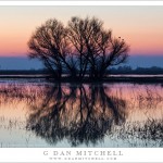 Two Owls, Trees and Ponds, Dusk