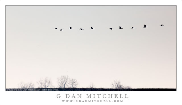 Levee, Fog, and Sandhill Cranes - A row of sandhill cranes pass above a levee on a foggy winter morning, Central Valley of California.