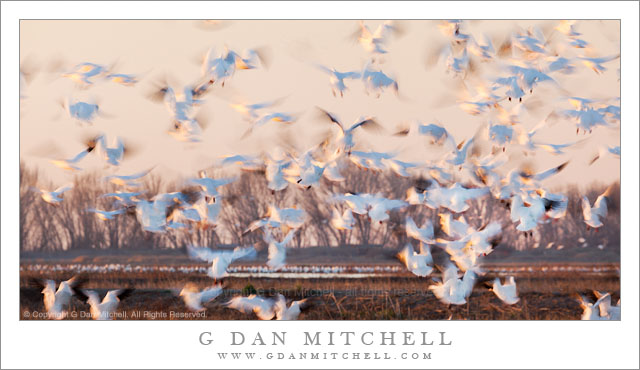 Ross's Geese, Winter Evening - Motion-blurred photograph of low-flying Ross's geese on a winter evening in California's Central Valley.