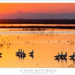 Ross's Geese, Sunset, Central Valley