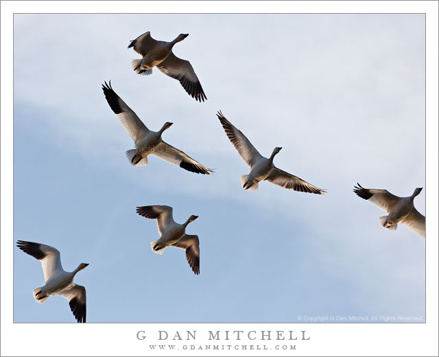 Ross's Geese, Winter Sky - A group of Ross's geese in flight against a winter sky above California's Central Valley.