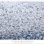 Snow Geese in Motion