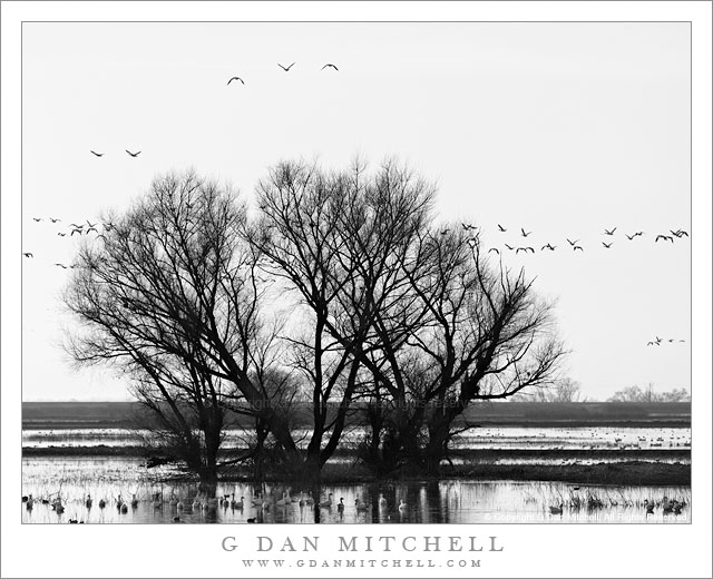 Birds, Trees, Ponds - California Central Valley - Migratory birds fly over a group of trees at the Merced National Wildlife Refuge as others congregate in a pond.