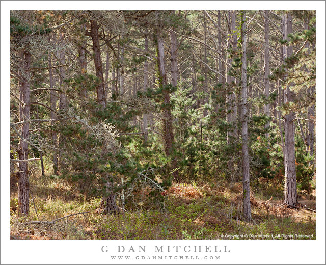 Forest, Morning Light - Morning light shines into forest at the top of bluffs above the Pacific Ocean, Point Lobos State Reserve.