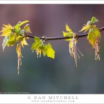 Branch With Spring Leaves