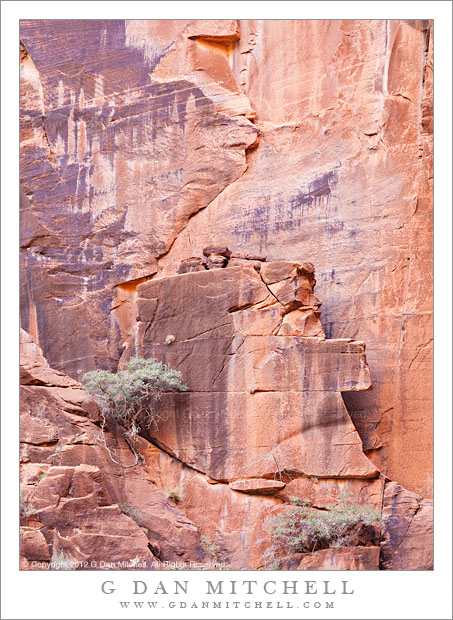 Fractured Sandstone Cliff, Plants - Plants grow among craks of a fractured sandstone cliff, Zion National Park