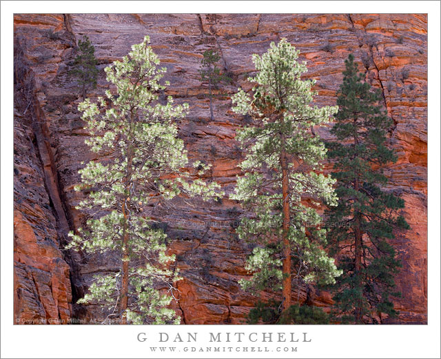 Pines and Sandstone - Sunlit pine trees against shaded sandstone, Zion National Park, Utah