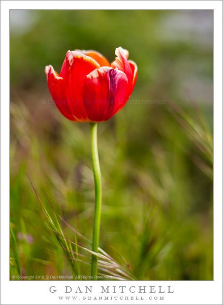 Red Tulip, Green Grass - A bright red tulip grows among grass and weeds, Seattle, Washington