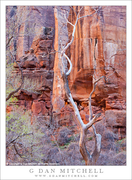 Skeletal Tree and Sandstone Cliff - The skeletal remains of a dead tree stand in front of a sandstone cliff, Zion National Park