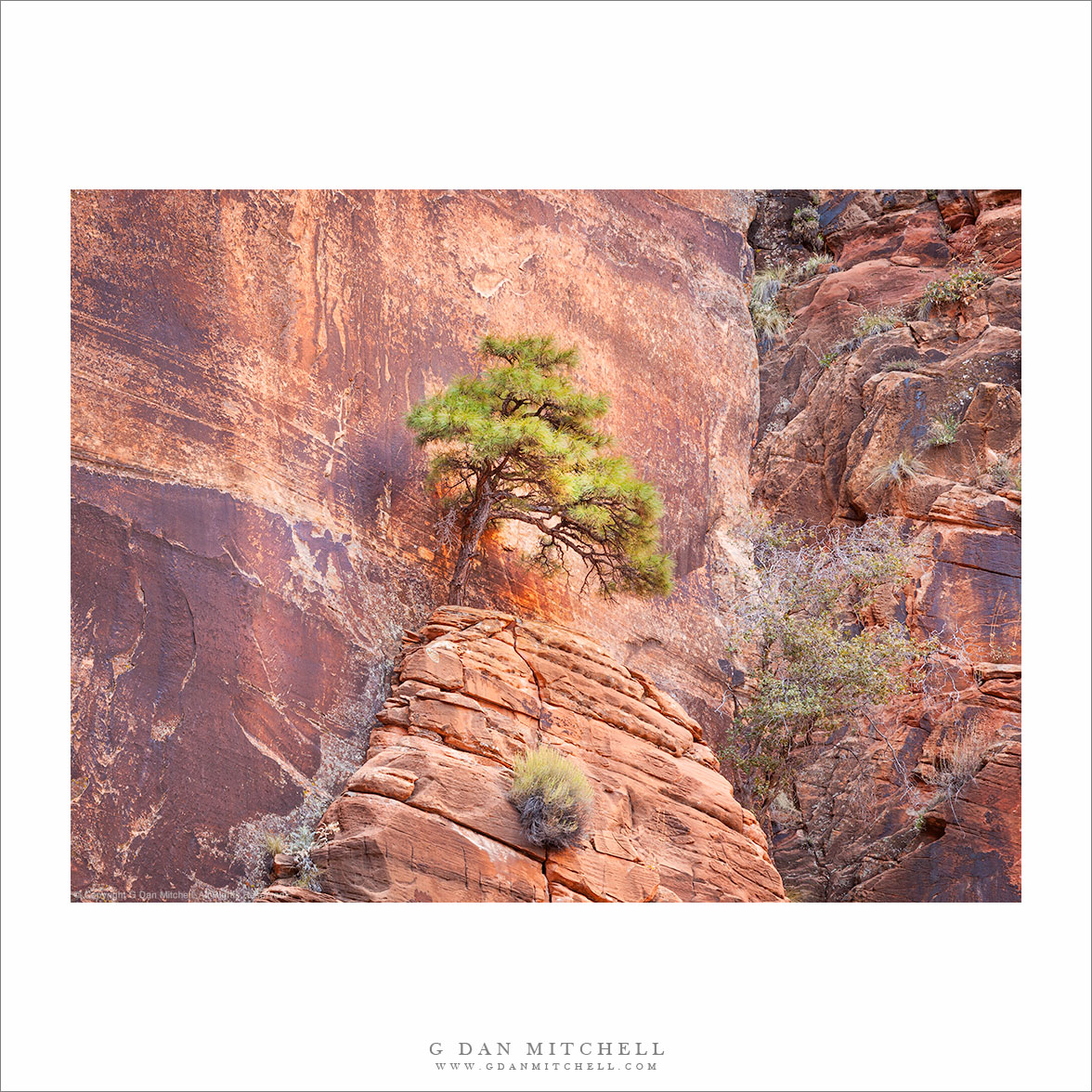 Tree and Sandstone Cliff