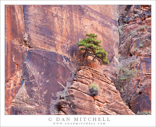 Tree and Sandstone Cliff - A tree grows from a crack in the face of a redrock sandstone cliff, Zion National Park.