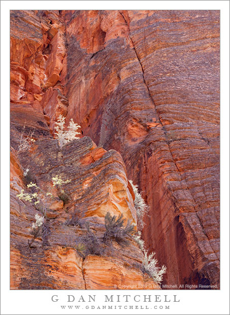 Sandstone, Cliff-Dwelling Plants - A few plants grow in cracks in the face of a sandstone cliff, Zion National Park, Utah