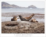 Harbor Seals, Point Lobos