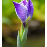 Iris Blossom, Japanese Garden