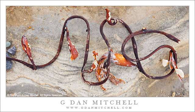 Seaweed and Sandstone, Weston Beach - A twisted piece of seaweed tossed onto sandstone rocks at Weston Beach, Point Lobos State Reserve.