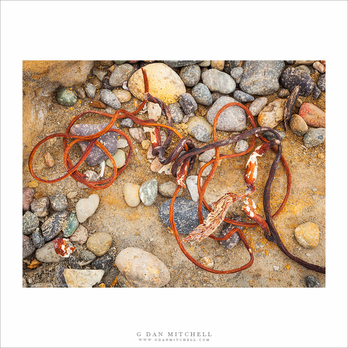 Seaweed and Pebbles, Weston Beach