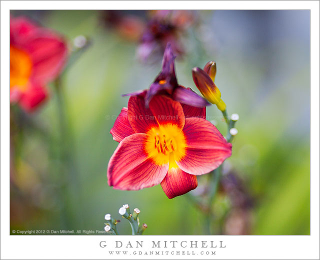 Day Lilies, Wockner Hospice Garden - Day lilies growing in the Commemorative Garden at the Gene and Irene Wockner Hospice Center, Kirkland, Washington.