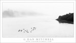 Birds, Evening Fog, Rodeo Lagoon