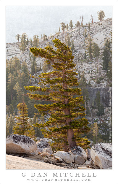 Morning, Near Olmsted Point - Morning light on granite and sparse trees near Olmsted Point, Yosemite National Park