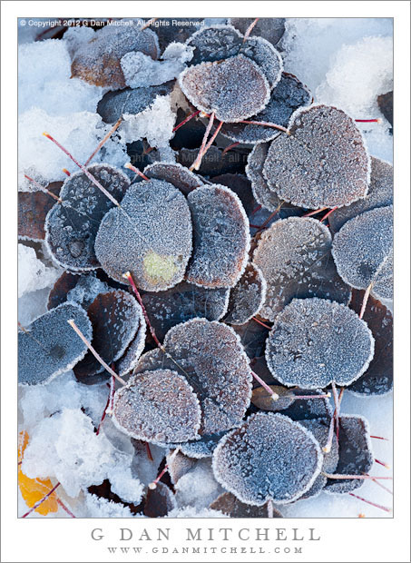 Black Aspen Leaves, Frost - Blackened aspen leaves in frost following an early fall snowfall, eastern Sierra Nevada