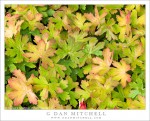 Green and Red Leaves