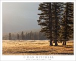 Trees and Meadow, Morning