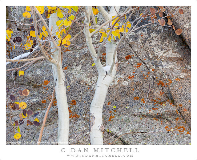 Aspens and Granite - Two aspen trees with sparse autumn leaves stand in front of a lichen-covered granite wall.