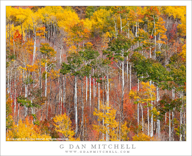 Aspen Color Explosion - An almost unbelievable explosion of aspen color in the mountains east of Cedar City, Utah