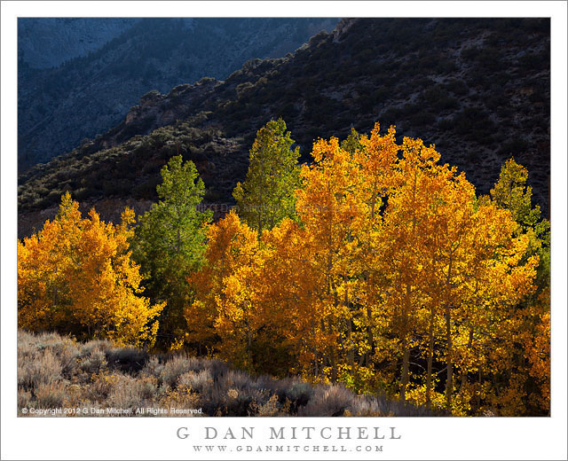 Aspen Grove, North Bishop Creek - An aspen grove along North Bishop Creek in late afternoon light.