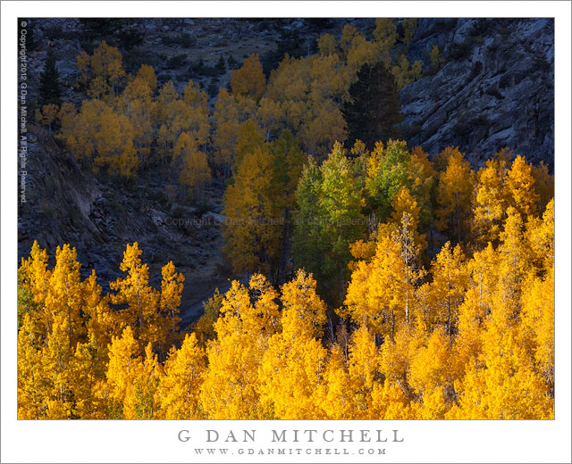 First Light, Sabrina Basin Aspens - First morning light traverses groves of golden autumn aspen trees, Sabrina Basin