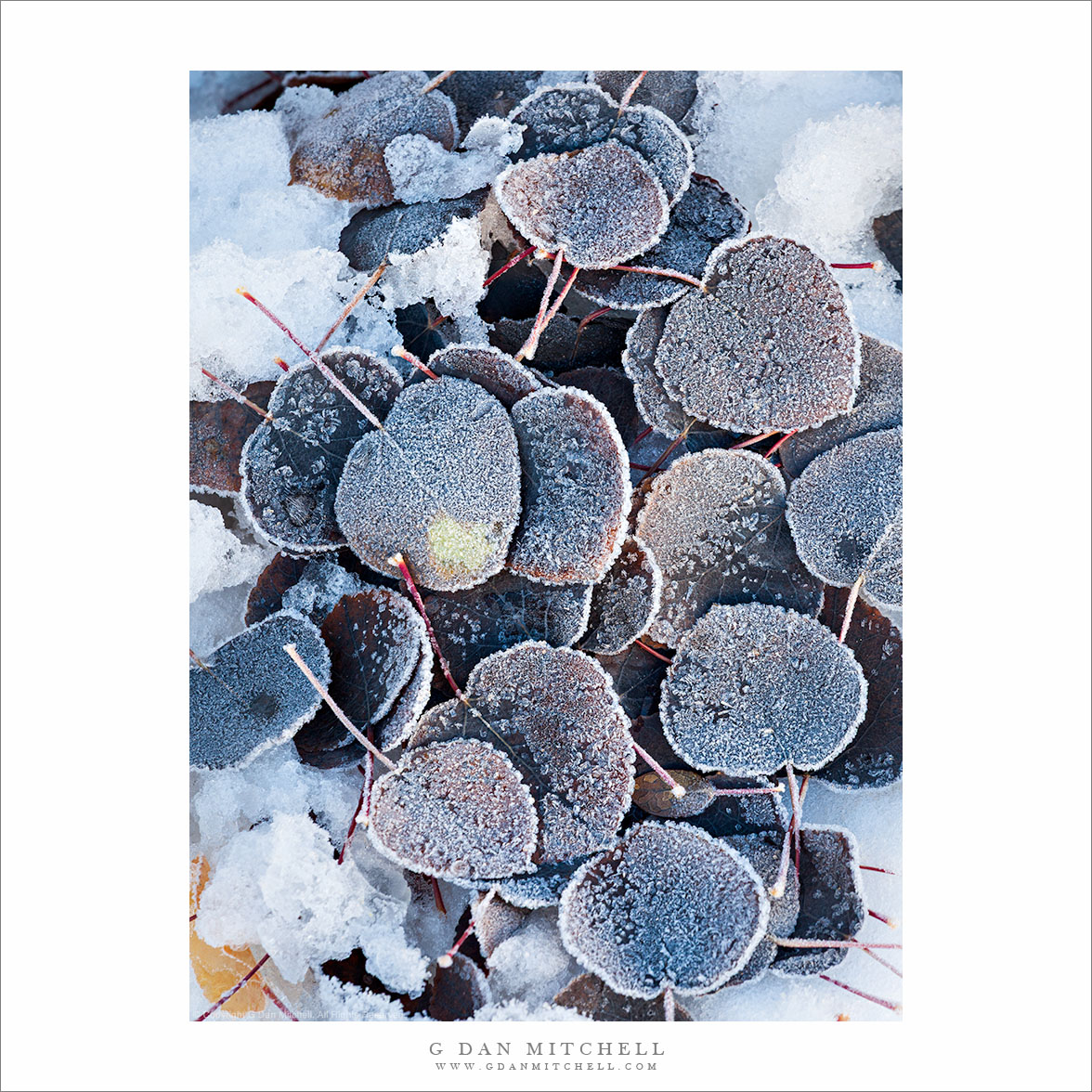 Black Aspen Leaves, Frost