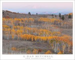 Boulder Mountain Aspens and Distant Peak