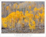 Aspen Grove, Boulder Mountain