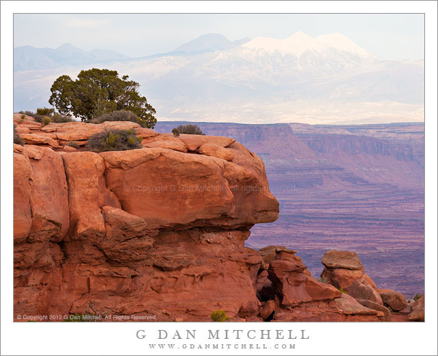 Juniper, Red Rock, La Sal Mountains - A Utah juniper growing on red rock with the La Sal Mountains in the distance, Grand View overlook, Canyonlands National Park