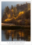 Aspen Trees, Shoreline of North Lake