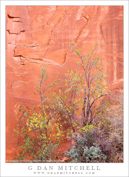 Sandstone Canyon Walls and Brush - Brush including some autumn foliage stands against a bright red sandstone cliff, Capitol Reef National Park