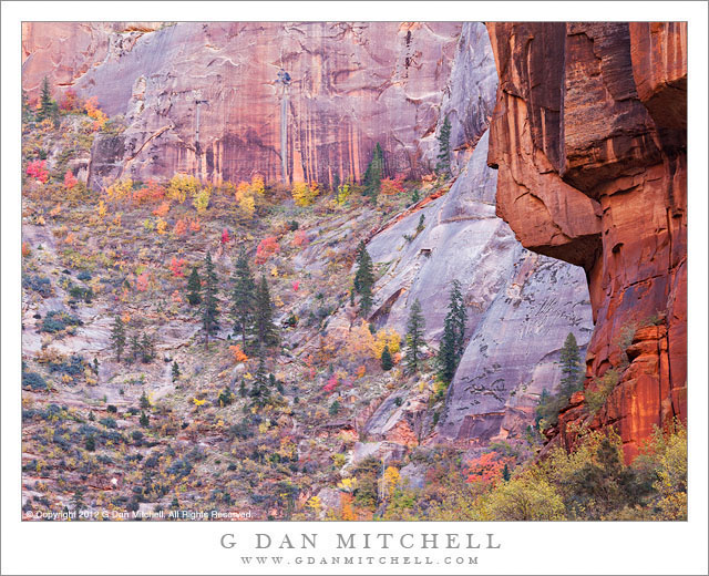 Autumn Color, Canyon Walls - Autumn color foliage marches up the lower slopes of Zion Canyon, Utah