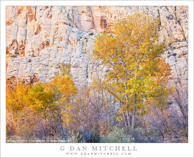 Autumn Color, Escalante River - Cottonwood tree fall color below sandstone cliffs along the Escalante River, Utah