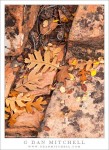 Autumn Detritus, Zion National Park