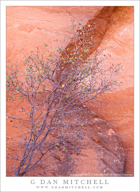 Autumn Foliage and Sandstone - A bush with a few remaining autumn leaves in front of an s-shaped crack in a sandstone wall