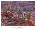 Backlit Trees and Sandstone, Afternoon