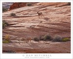 Three Bighorn Sheep